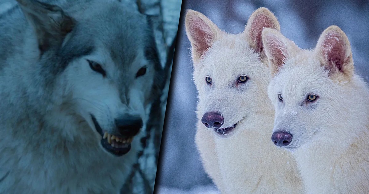 Przywrócono do życia gatunek wilka wyginiony 10 000 lat temu, co może spowodować kryzys ekologiczny.